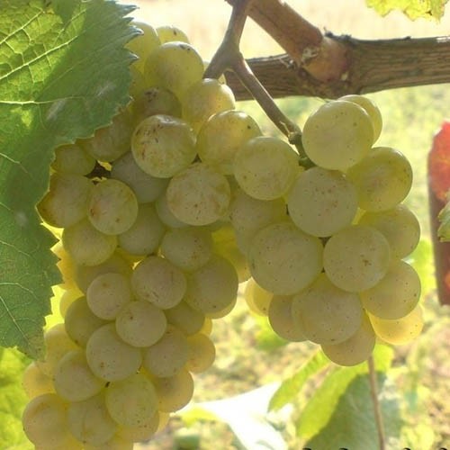 ТОВ «Ozakay-Agro» <br> Агрінос Б на Винограді <br> +660 кг
