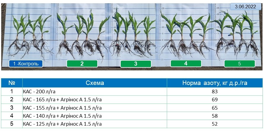 Агрінос А + КАС<br> Ефективність на кукурудзі <br> 2022 рік