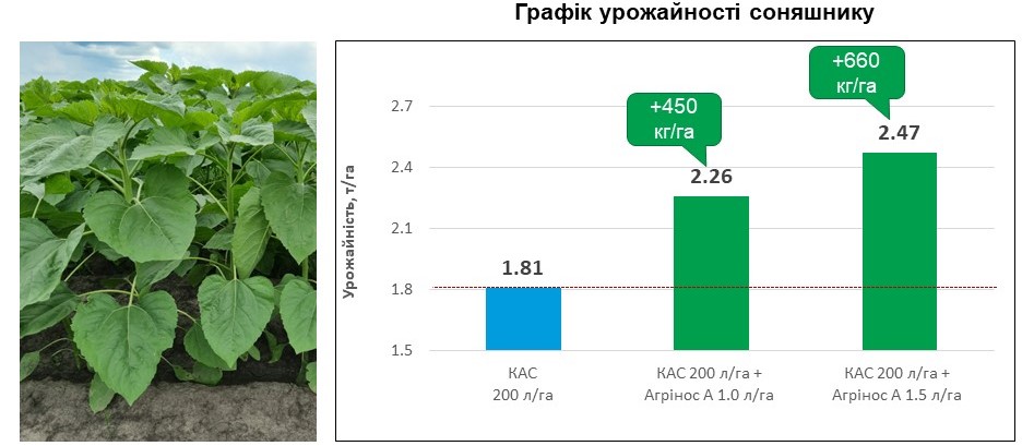 Агрінос А + КАС <br> Ефективність на соняшнику <br> 2020 рік