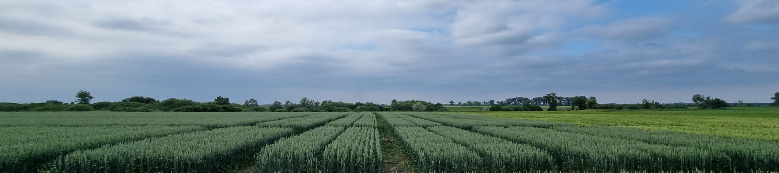 Агрінос А <br> Вплив на мікробіологічну активність грунту Агрінос А <br> Вплив на мікробіологічну активність грунту